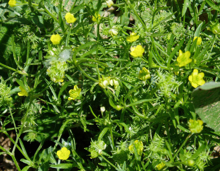 Image of Ranunculus arvensis specimen.