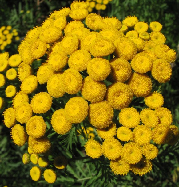 Image of Tanacetum vulgare specimen.