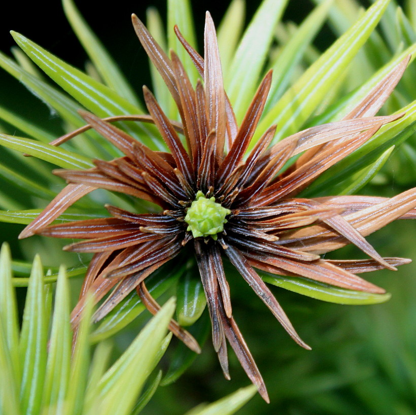 Image of Cunninghamia lanceolata specimen.