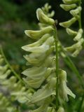 Astragalus galegiformis