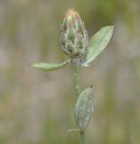 Centaurea cuneifolia