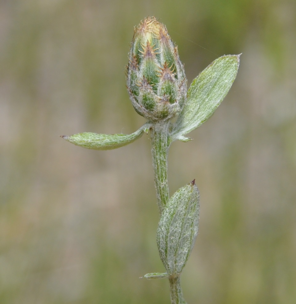 Image of Centaurea cuneifolia specimen.