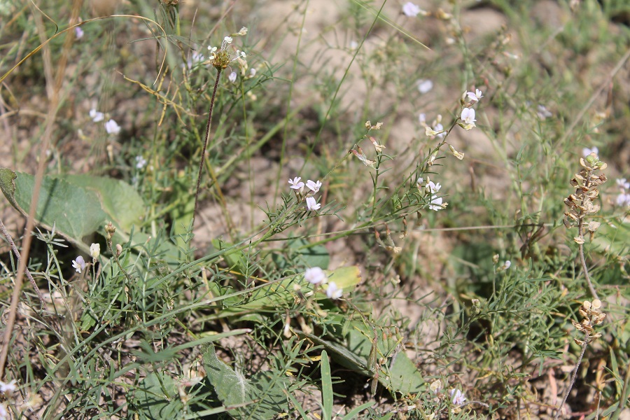 Изображение особи Astragalus austriacus.