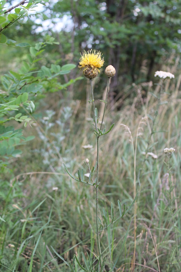 Image of Centaurea orientalis specimen.