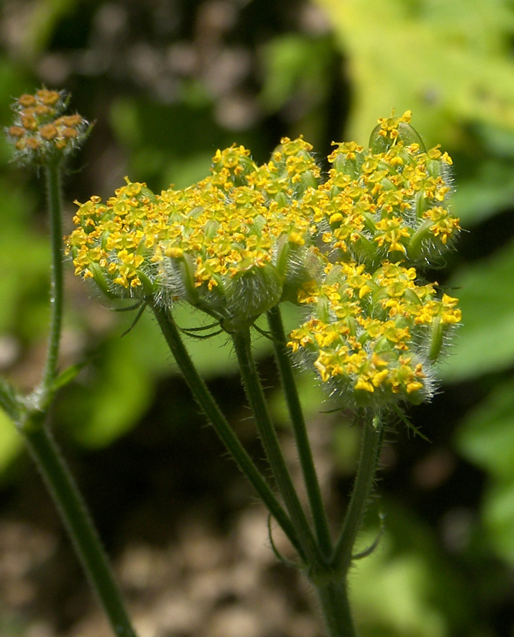 Image of Pastinaca aurantiaca specimen.