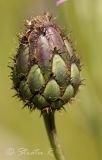 Centaurea adpressa