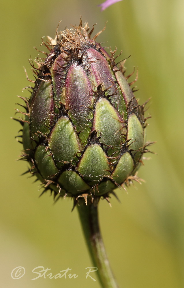 Изображение особи Centaurea adpressa.