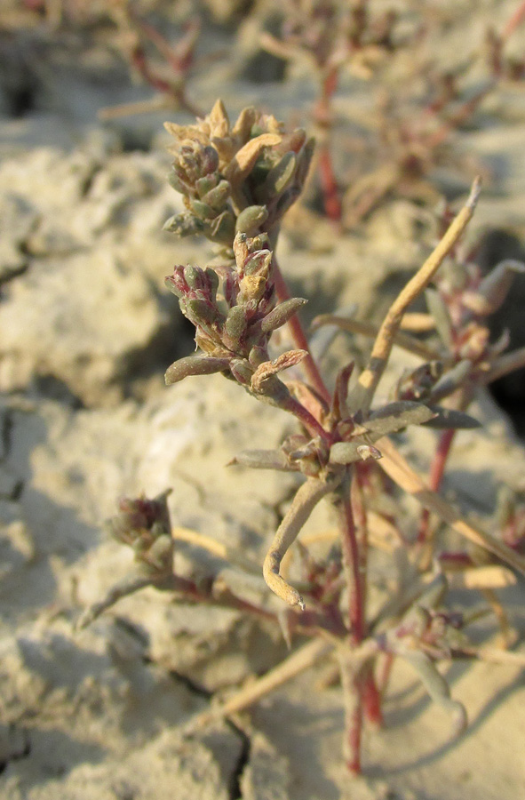 Image of Petrosimonia oppositifolia specimen.