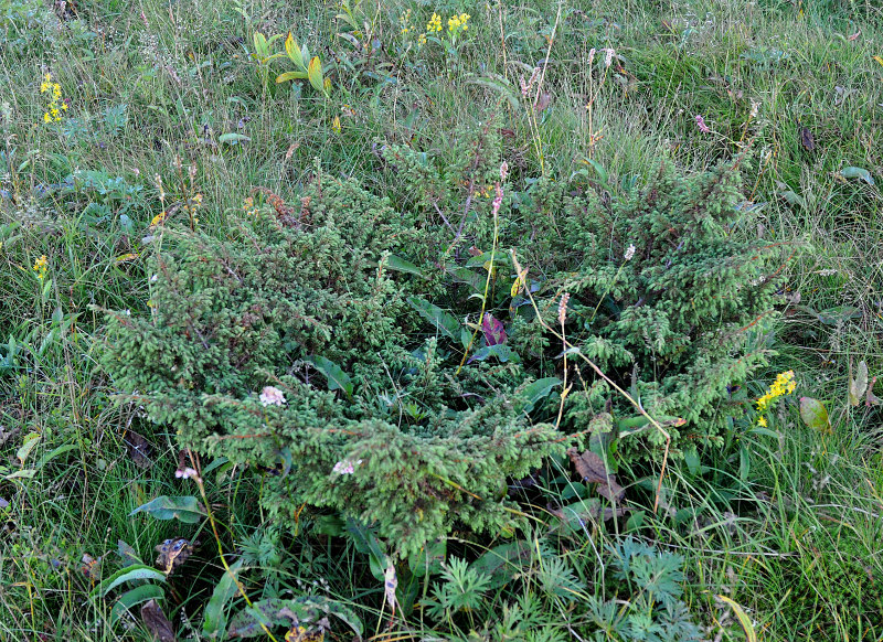 Image of Juniperus communis specimen.