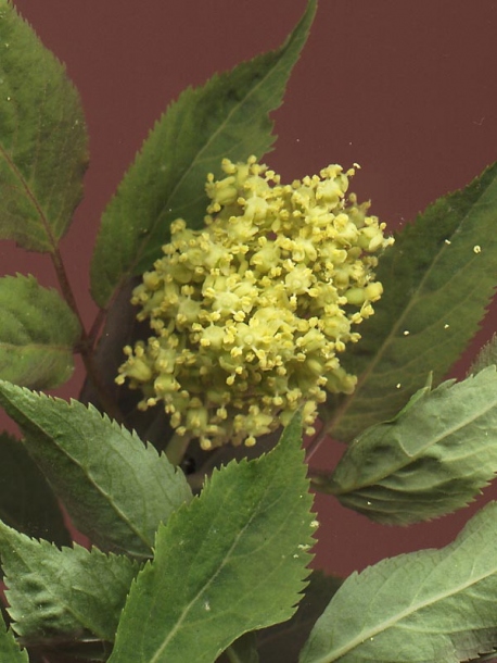 Image of Sambucus racemosa specimen.