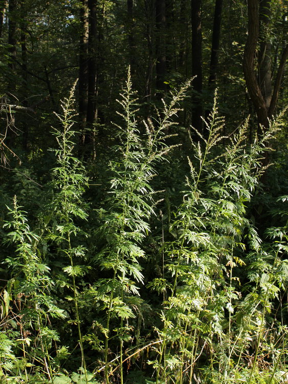 Image of Artemisia vulgaris specimen.