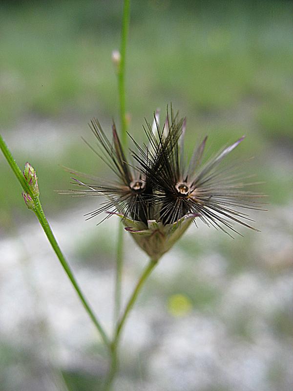 Изображение особи Crupina vulgaris.