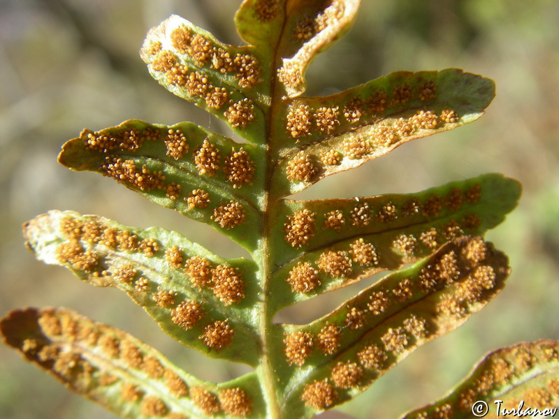 Изображение особи Polypodium vulgare.