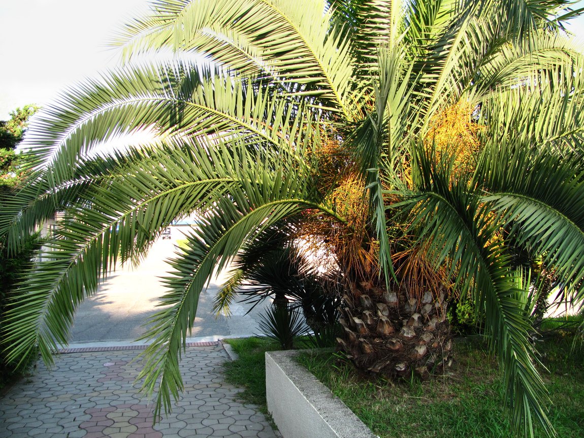 Разновидности пальм в сочи фото и названия