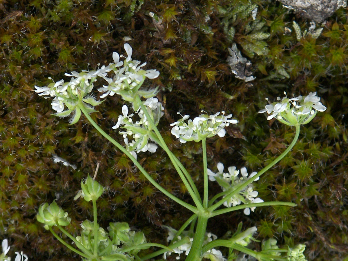 Изображение особи Anthriscus velutina.