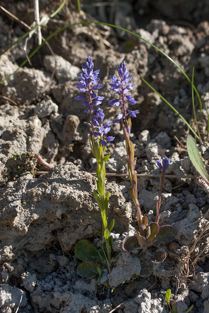 Image of Polygala amarella specimen.