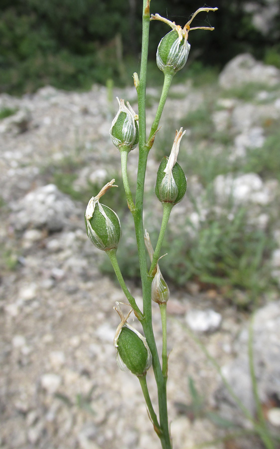 Image of Anthericum liliago specimen.