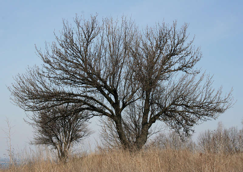 Изображение особи Pyrus communis.