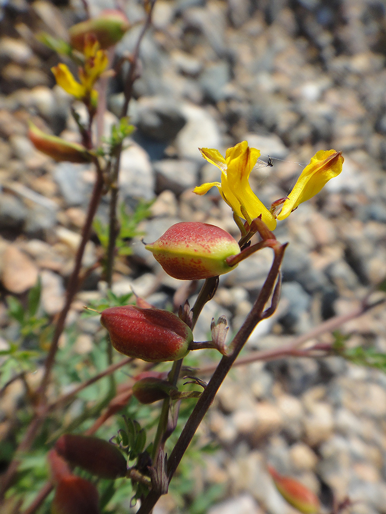 Image of Corydalis impatiens specimen.