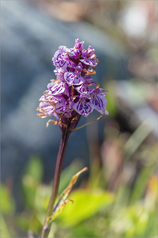 Изображение особи Dactylorhiza psychrophila.