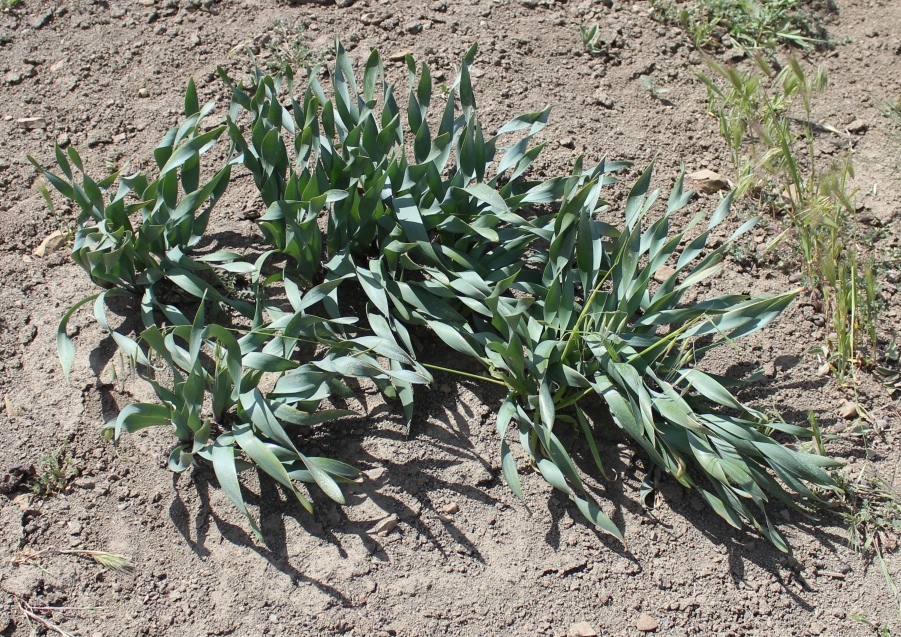 Image of Ungernia spiralis specimen.