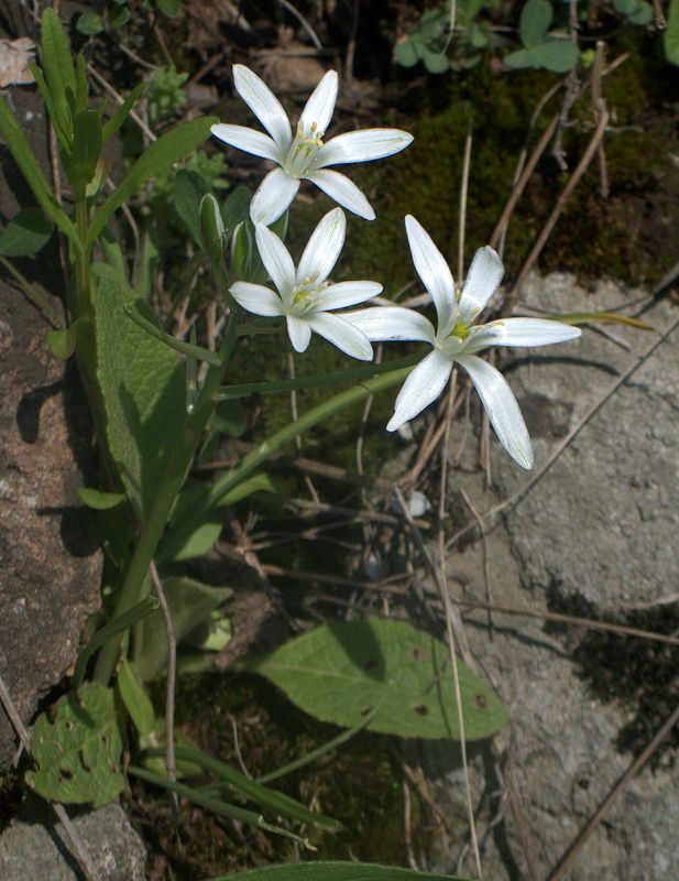 Image of Ornithogalum umbellatum specimen.