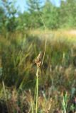 Carex canescens. Верхушка побега с соплодием. Окр. Архангельска, болото. 18.08.2011.