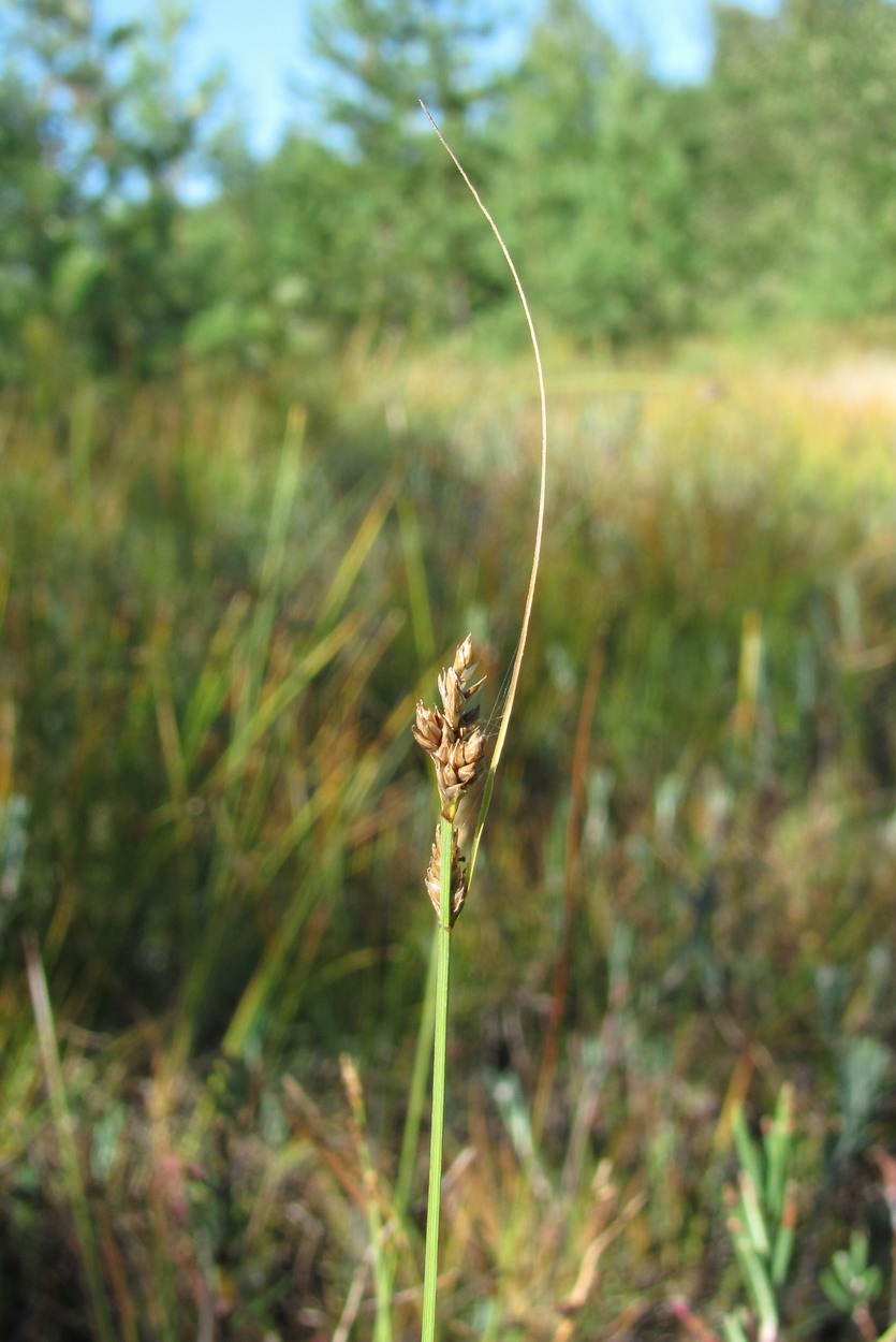 Image of Carex canescens specimen.