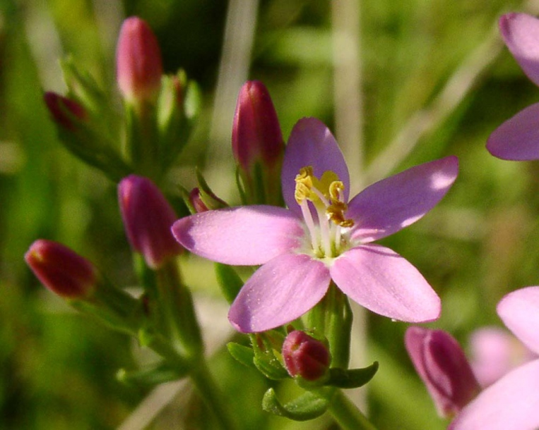 Image of Centaurium erythraea specimen.