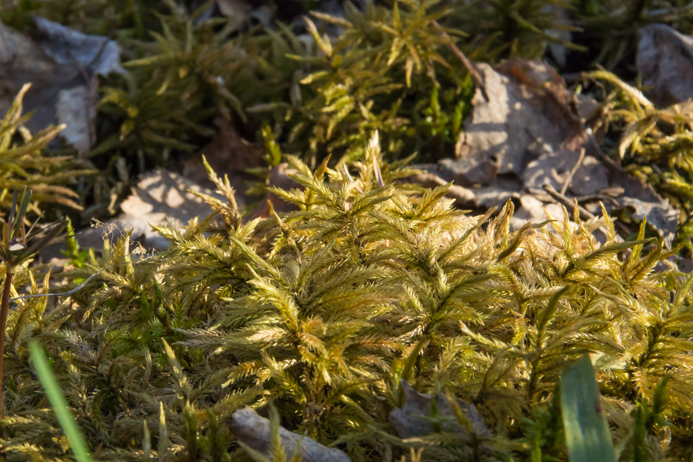 Изображение особи Climacium dendroides.