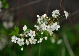 Cerasus vulgaris. Верхушка ветви с соцветиями. Московская обл., г. Железнодорожный, в культуре. 08.05.2016.