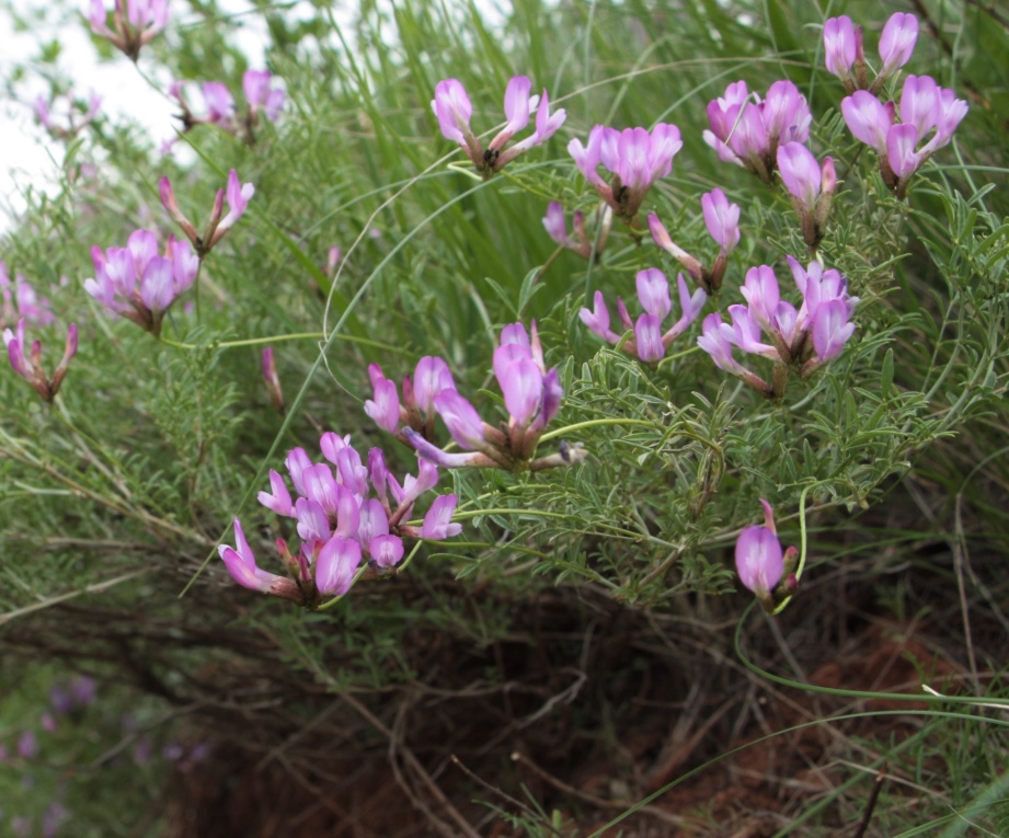 Изображение особи Astragalus temirensis.