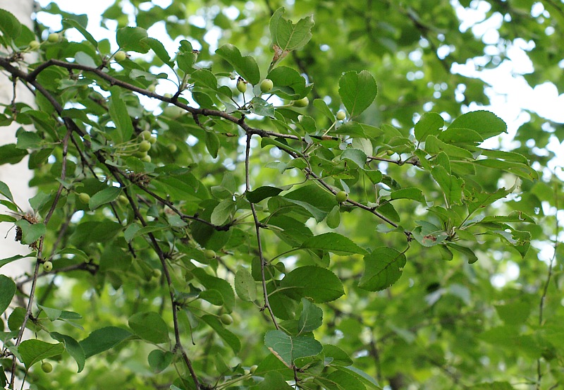 Image of Malus mandshurica specimen.