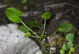 Megadenia speluncarum. Цветущее растение. Приморский край, Партизанский р-н, хр. Лозовый, под сводом пещеры в известняках. 02.06.2016.