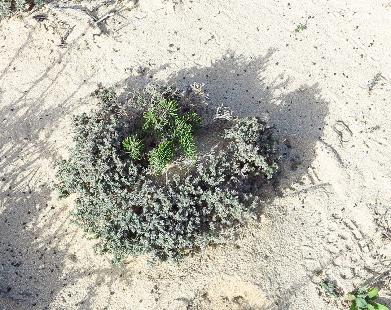 Изображение особи Limonium papillatum.