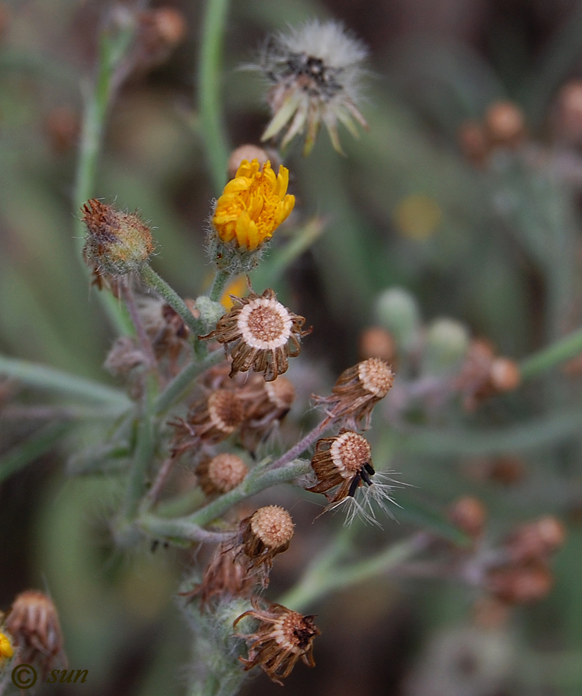 Image of Pilosella echioides specimen.