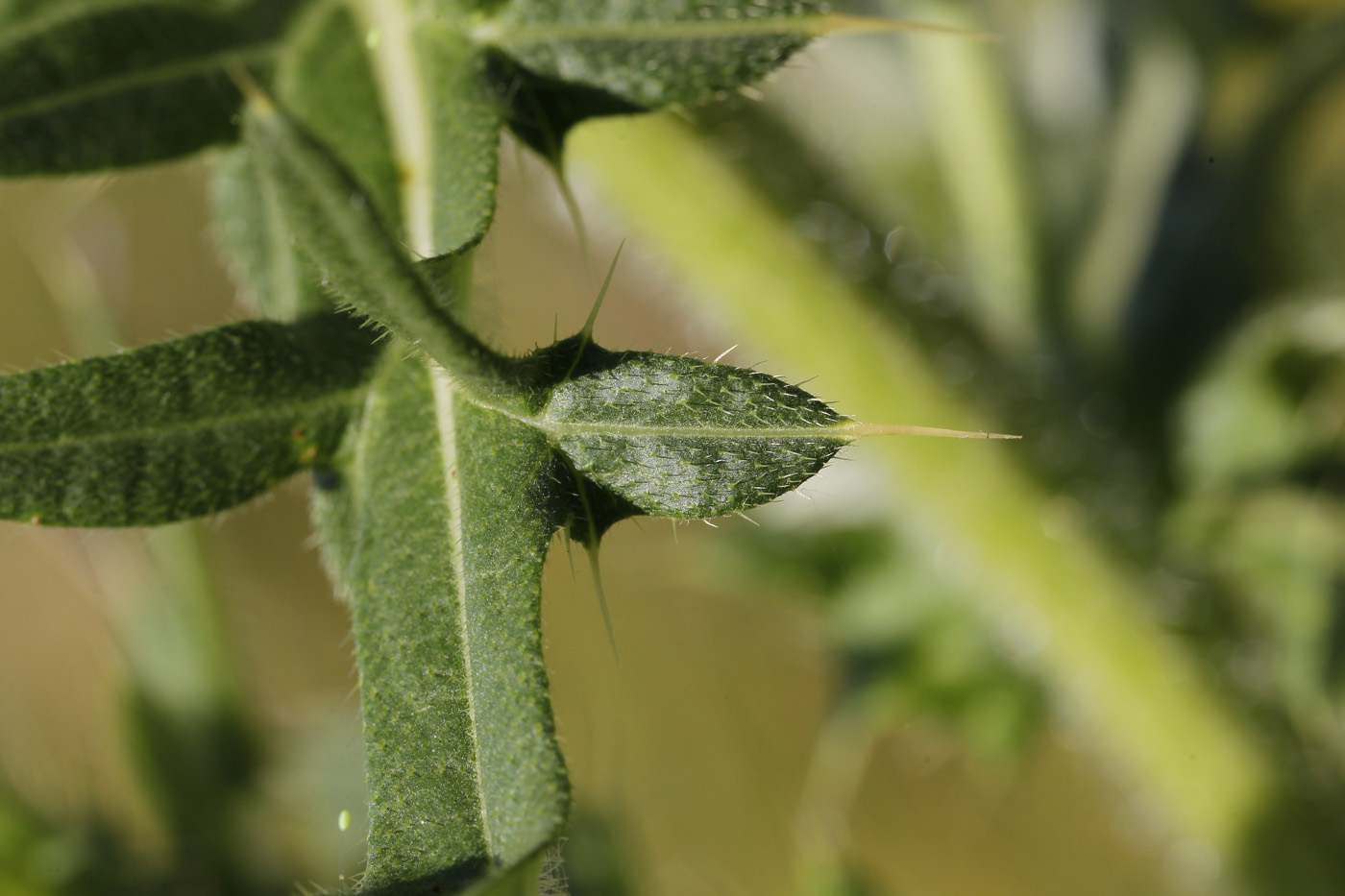 Image of Cirsium serrulatum specimen.