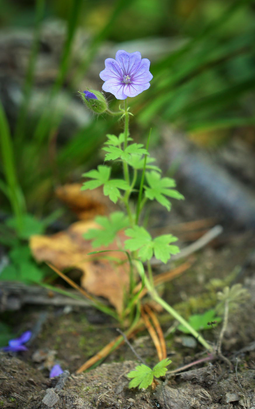 Image of Geranium bohemicum specimen.