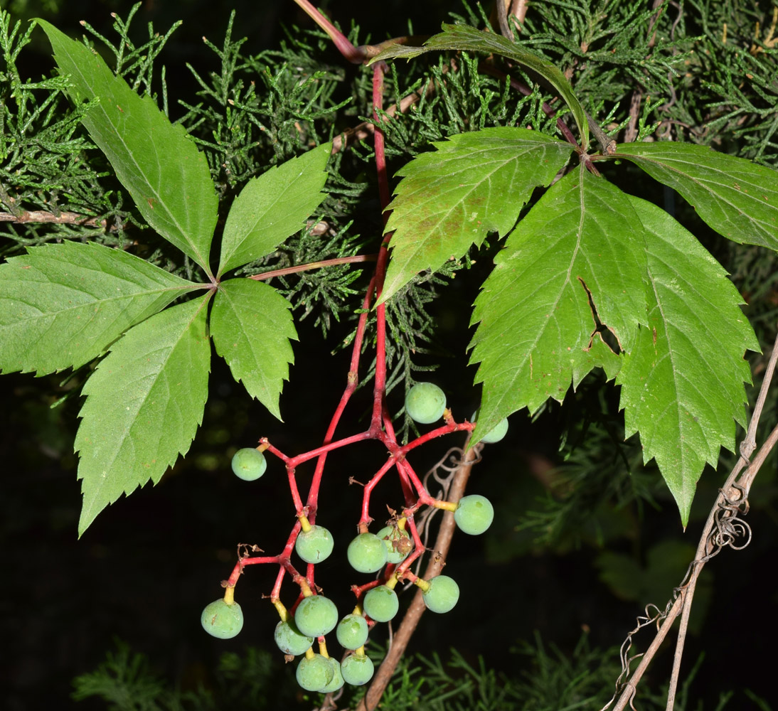 Изображение особи Parthenocissus quinquefolia.