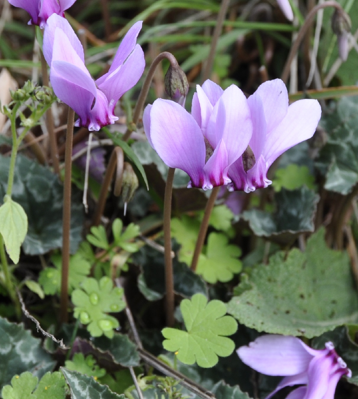 Image of Cyclamen hederifolium specimen.