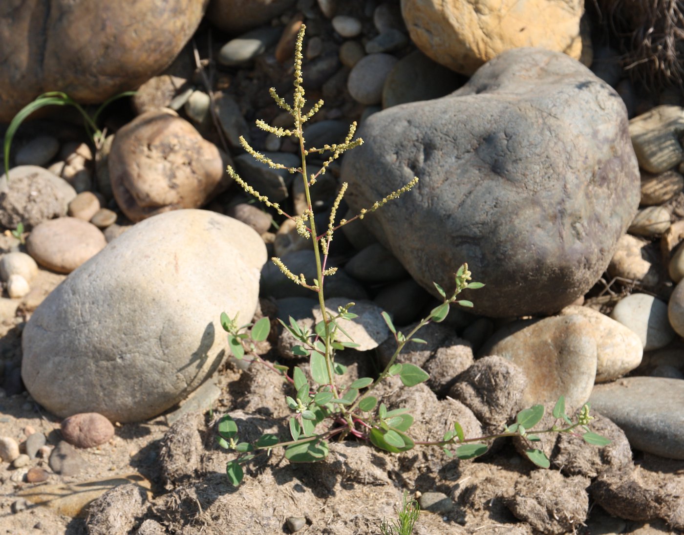 Image of Chenopodium acuminatum specimen.