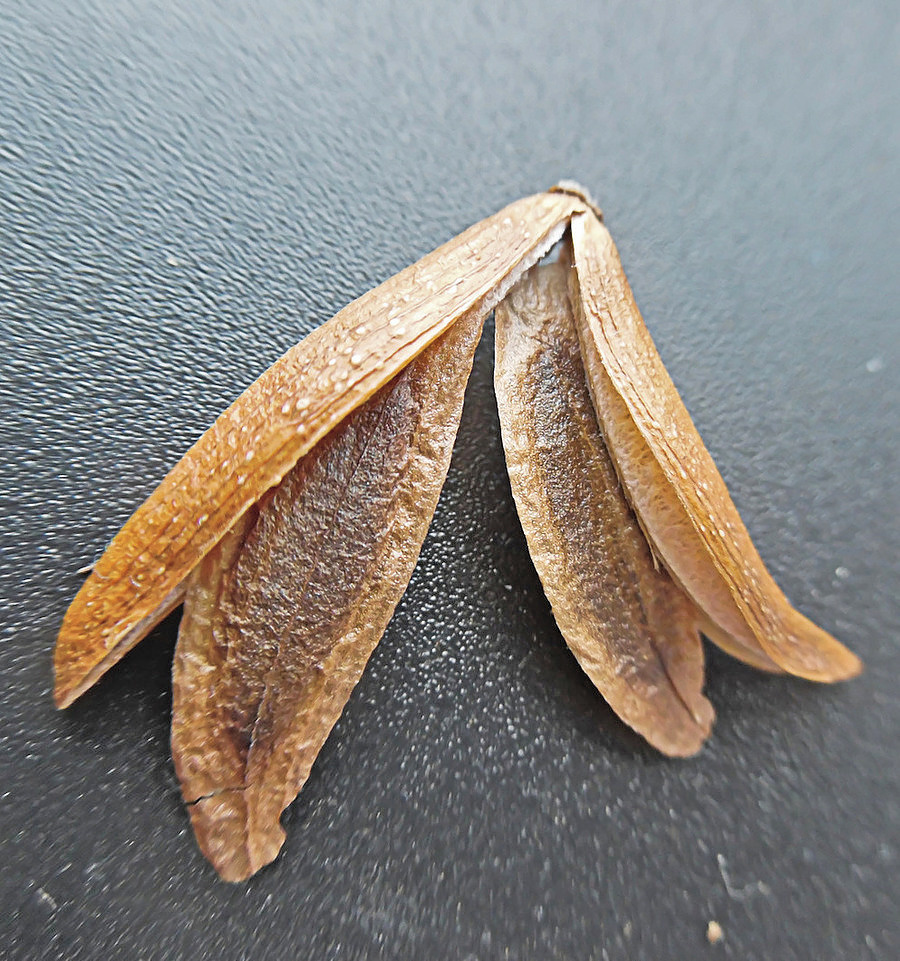 Image of Syringa reticulata specimen.