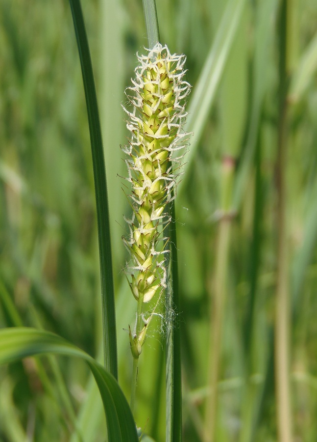 Image of Carex riparia specimen.