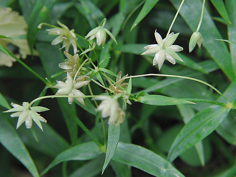 Image of Stellaria holostea specimen.