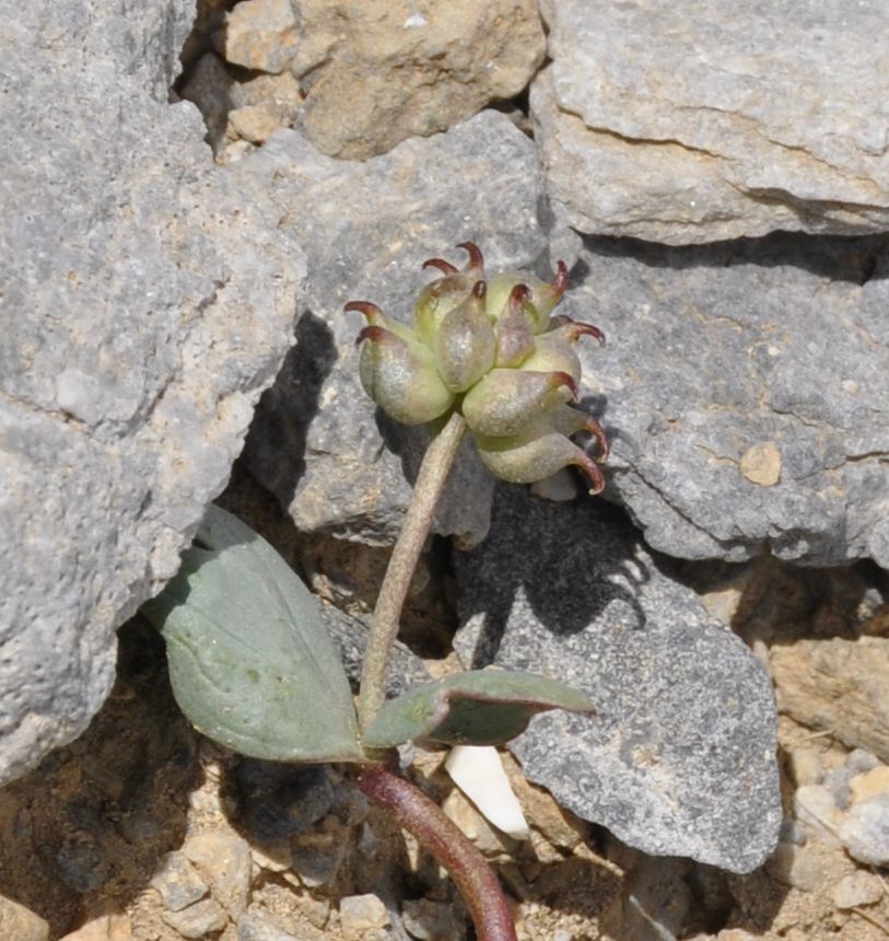 Image of Ranunculus brevifolius specimen.