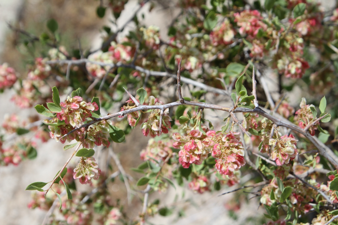 Image of Atraphaxis pyrifolia specimen.