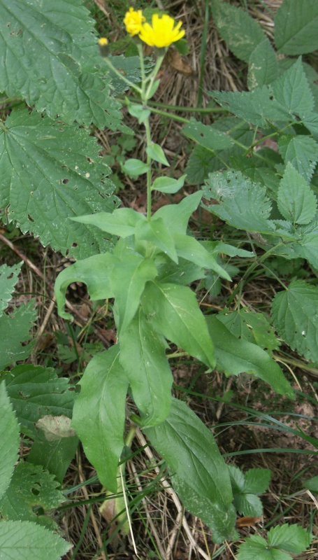 Изображение особи Hieracium sabaudum.