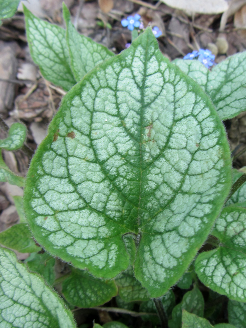 Изображение особи Brunnera macrophylla.