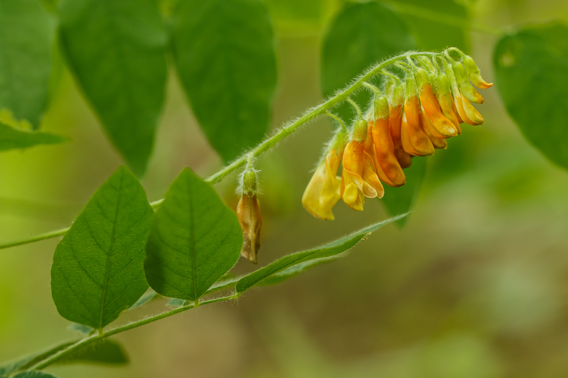 Image of Vicia crocea specimen.