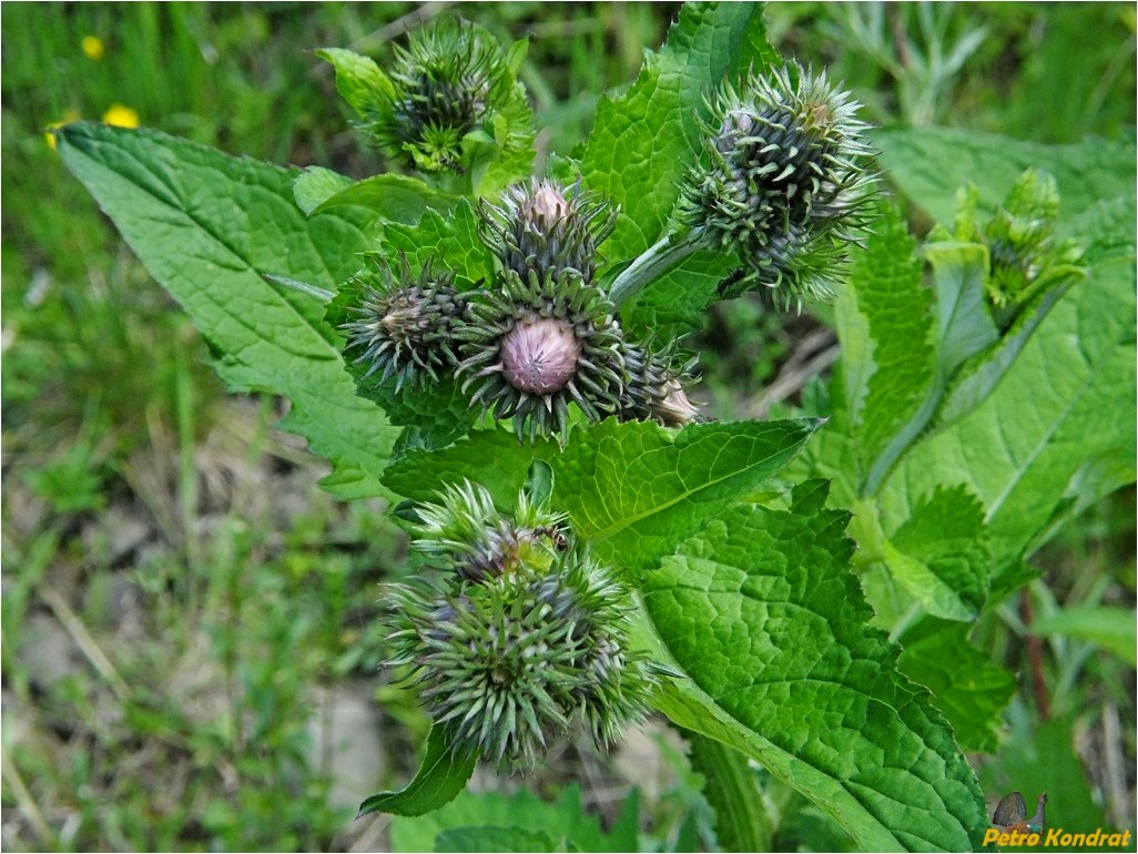 Изображение особи Carduus bicolorifolius.